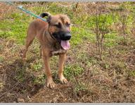 Pension canine PRO
